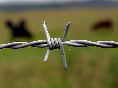 A line of barbed wire with reverse twist in the farm.