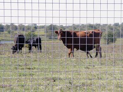 Three cattle are locked in the area by welded wire cattle fence.