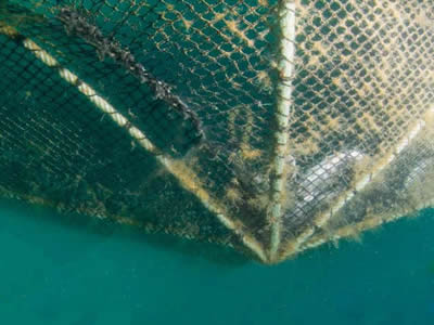 A nylon aquaculture mesh in the sea and biofouling blocks the mesh.