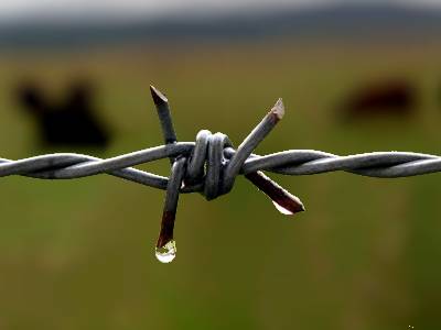 A line of barbed wire with traditional twist in the farm.