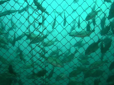 Chain link copper alloy aquaculture mesh in the sea with several fishes in the cage.