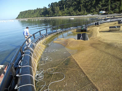 A man is checking copper alloy chain link fences installed in the lake.