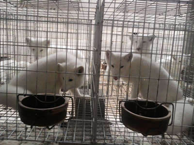 Several white fox in the fox breeding cage.