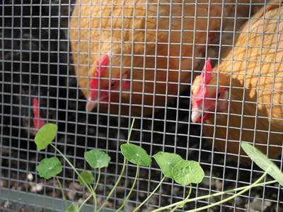 Two chicken in the chicken coop made of hardware cloth and several plants grows outside.