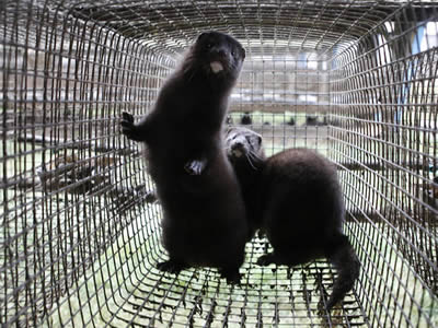 Two minks in the cage with a mink standing in the cage.