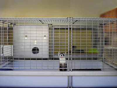 A ferret in the pet cage made of galvanized welded wire mesh.