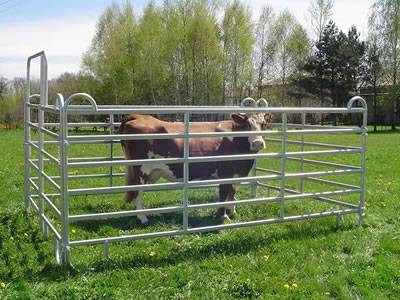 A cattle on the grassland and is isolated by the corral panels.