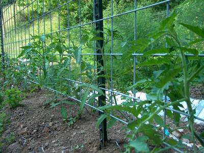 Welded wire mesh panel is fixed onto the T studded post and several plants growing on the panel.