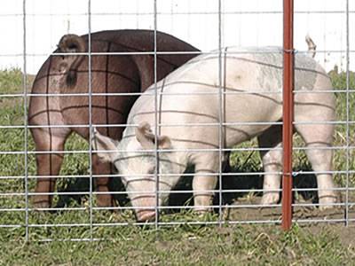 Two hogs in the area enclosed by the welded wire cattle fence.