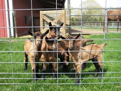 Several kid horses in the area which is enclosed by the welded wire cattle fence.