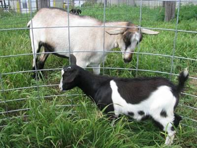 The welded wire cattle fence is separating a little sheep and a adult sheep.