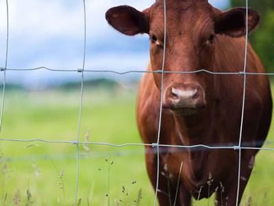 A cattle is in the farm area enclosed by the hinge knot cattle fence.