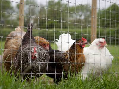 Several chickens on the grassland with woven wire cattle fence surround the grassland.