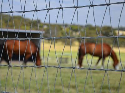 Two horses are in the area enclosed by the V mesh cattle fence.