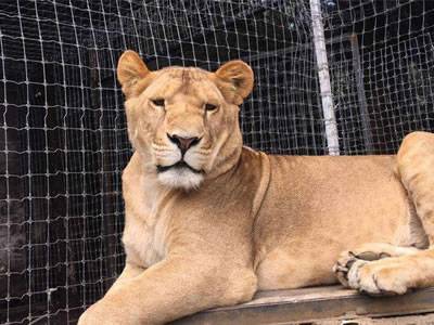 Woven wire cattle fence are formed an cage and a lion in it.