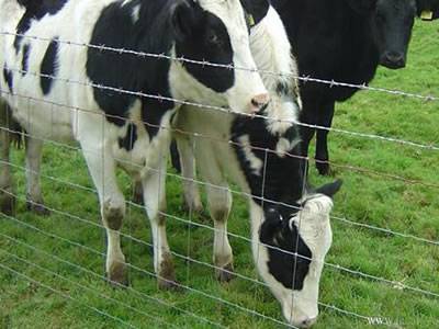 Three cattle on the grassland and enclosed by the woven wire cattle fence and barbed wire.