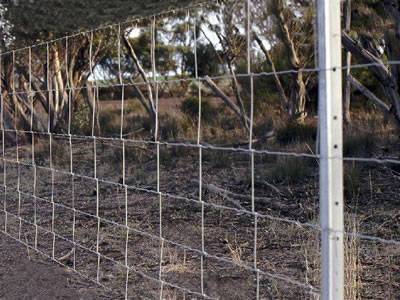 A galvanized star picket is fastening a piece of galvanized hinged joint cattle fence.