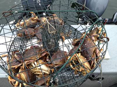 Several crabs in the welded mesh crab pot.