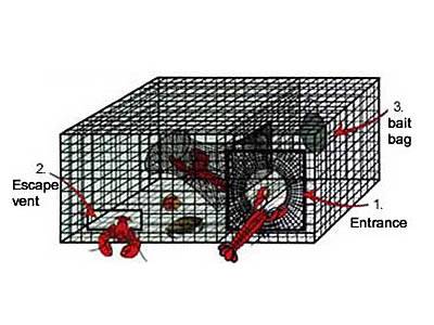 A sketch map explains the detailed structure and how the lobsters are trapped.
