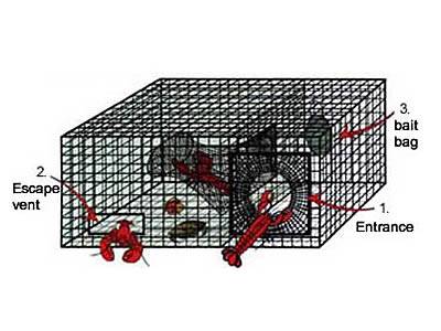 Wholesale Hexagonal Mesh Rolls for Commercial Crab, Lobster & Fish Trap