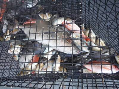 Several pinfishes in the welded mesh trap.