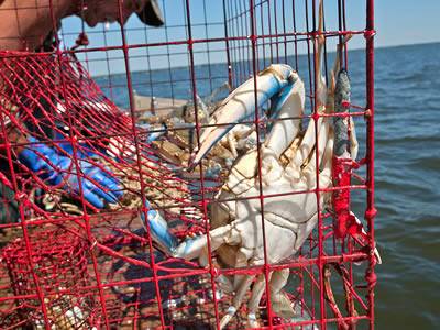Several blue crabs in the red color welded mesh crab trap.