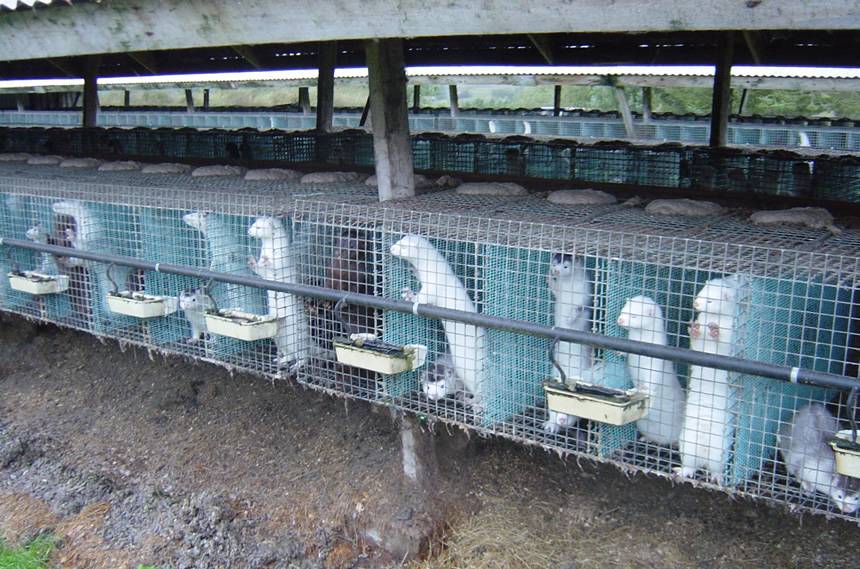 There is a row of welded wire mesh mink cages and many beautiful white minks are kept in it.