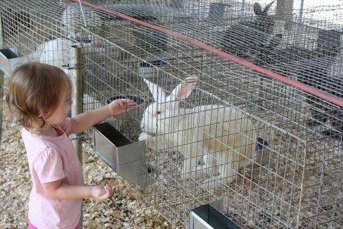 A girl is feeding the rabbit in the welded wire mesh cage from the feeding board.